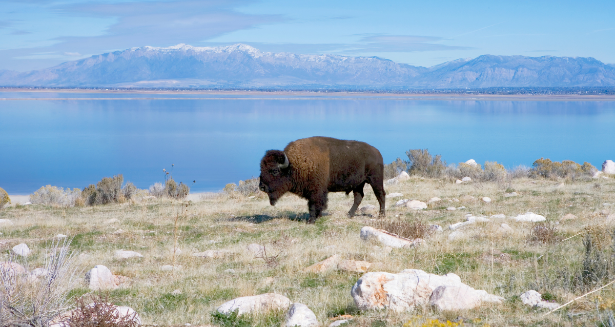 Antelope Island State Park